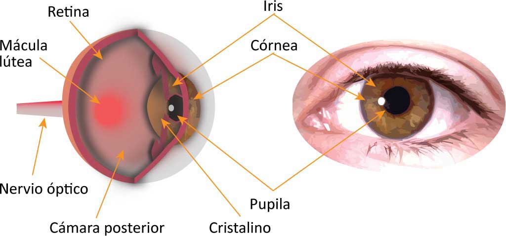 IMPORTANTE El ojo humano es 40 veces más sensible en la visión lateral que en - photo 4