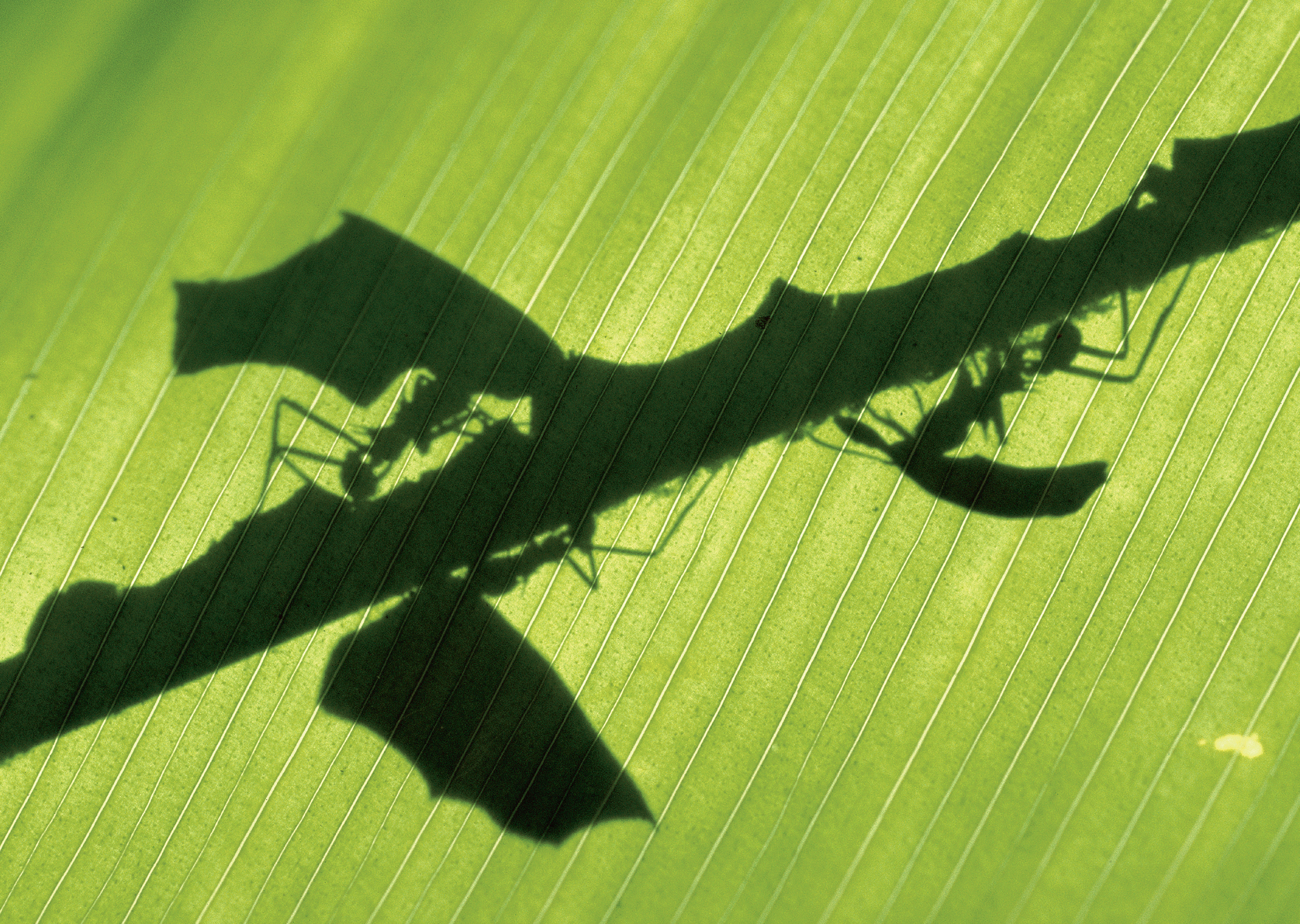 Colonias compuestas por millones de hormigas arrieras Atta colombica cultivan - photo 10