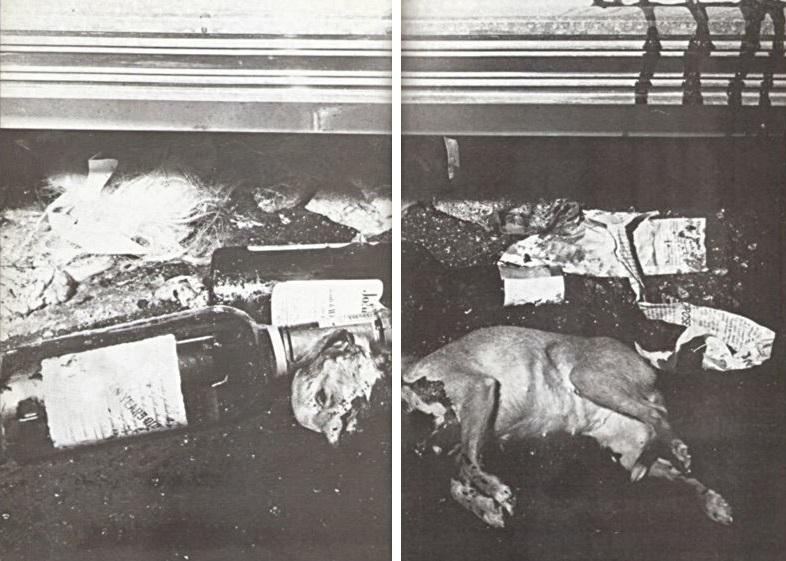 La perrita muerta de Jane Mansfield Ilusión de ciudad elefantina Olive - photo 5