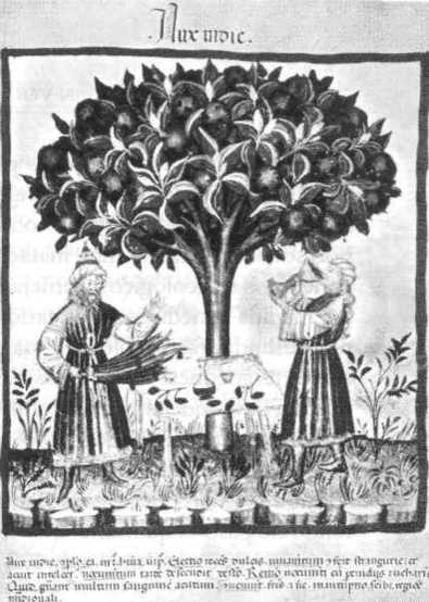 Ilustración del códice medieval Tacuinium Sanitatis in Medicina Herborista - photo 4