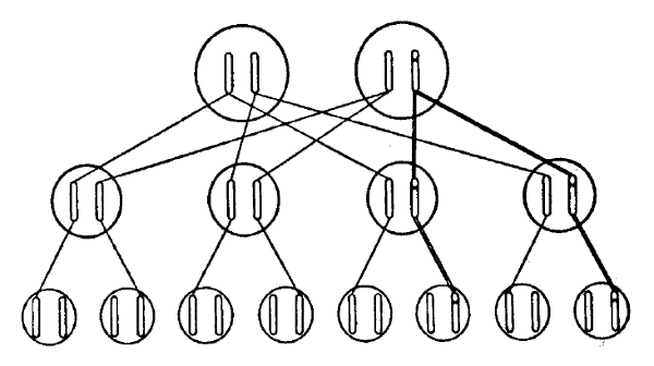 F IGURA 3 Herencia de una mutación Las líneas rectas indican la transferencia - photo 3