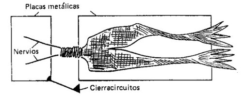 Figura 1 Esquema del experimento de L Galvani el análisis de este - photo 1