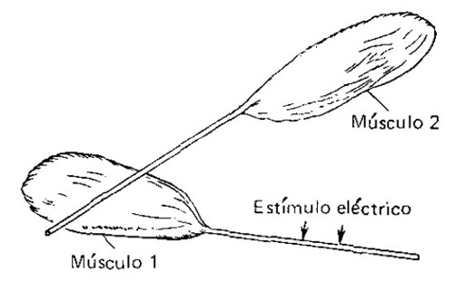 Figura 2 Esquema del experimento de L Galvani que demuestra la existencia de - photo 2