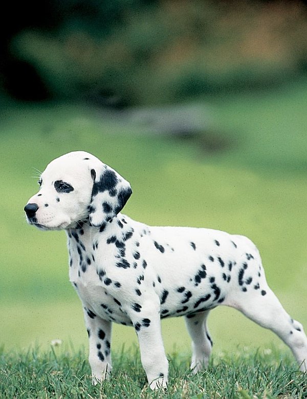 Este cachorro joven de dálmata está listo para ir a explorar - photo 1