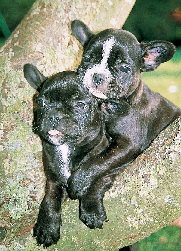 Cachorros de boudelogue francés INTRODUCCIÓN Todo parece indicar que el perro - photo 3