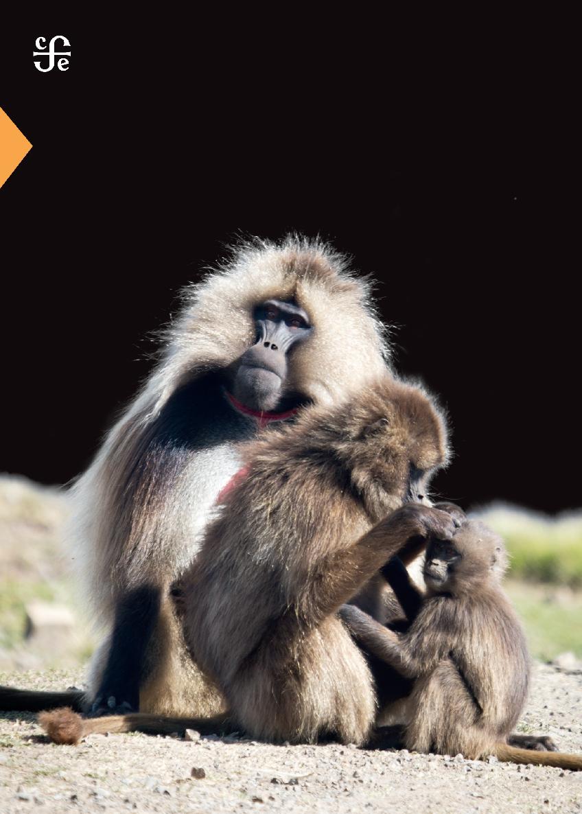 Los macacos de Berbería los babuinos chacma y los babuinos La sociedad de los - photo 1