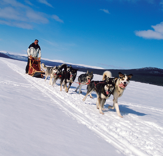 En trineo de perros cerca de Umnas Laponia MARK HANNAFORD GETTY IMAGES - photo 4