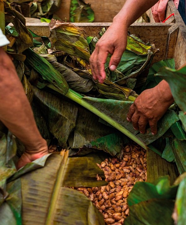 A los productores de cacao los grandes olvidados del chocolate SOMOS LOS - photo 9