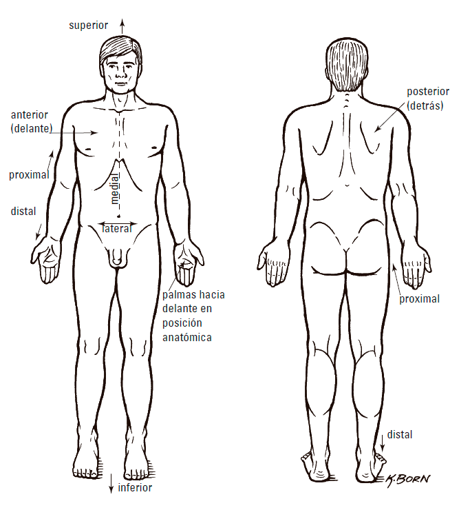 FIGURA 1-1 Posición anatómica estándar Dividir el cuerpo Si estudiaste - photo 4