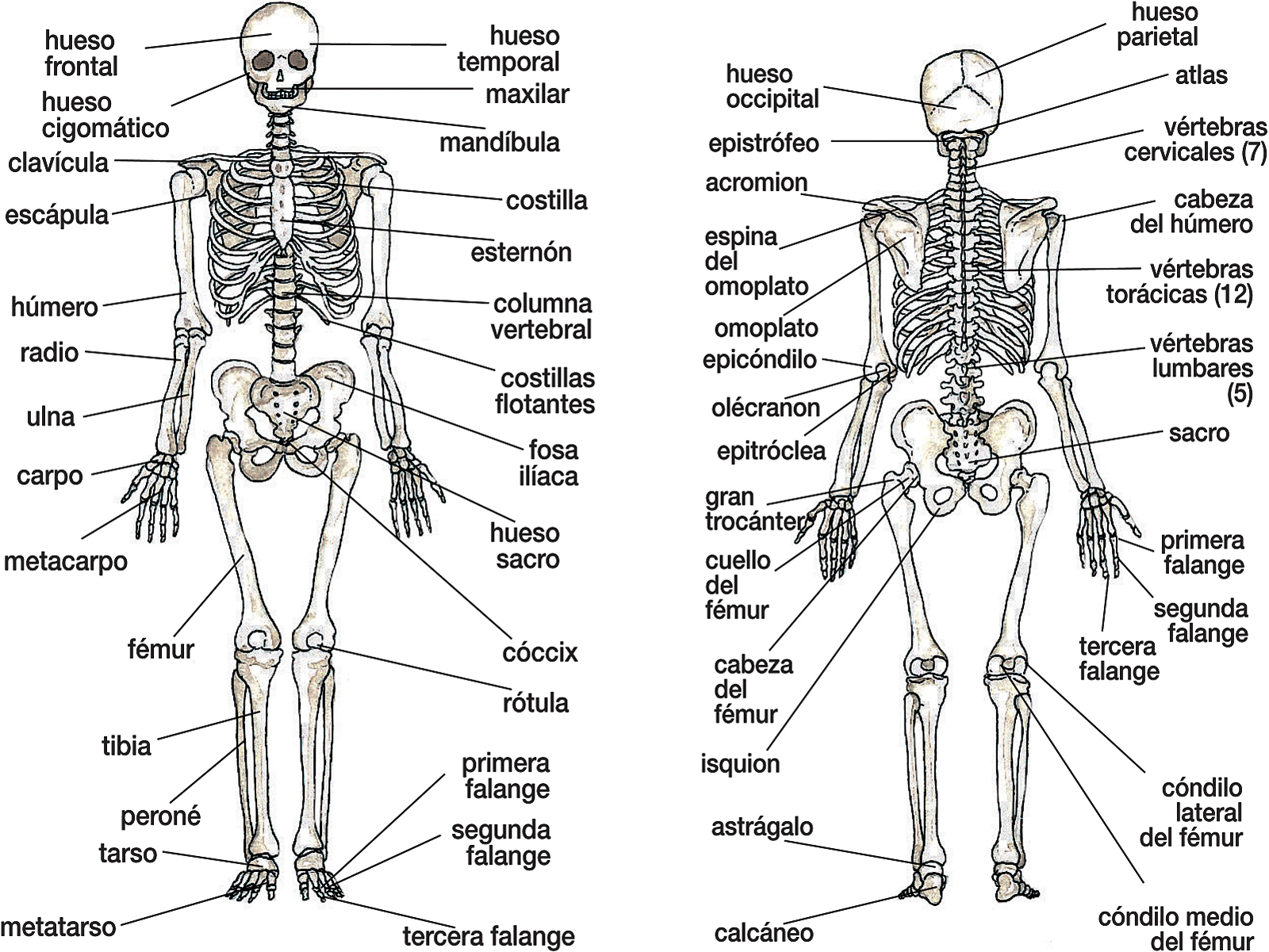 Los huesos muy numerosos y con distinta forma y volumen constituyen la - photo 1