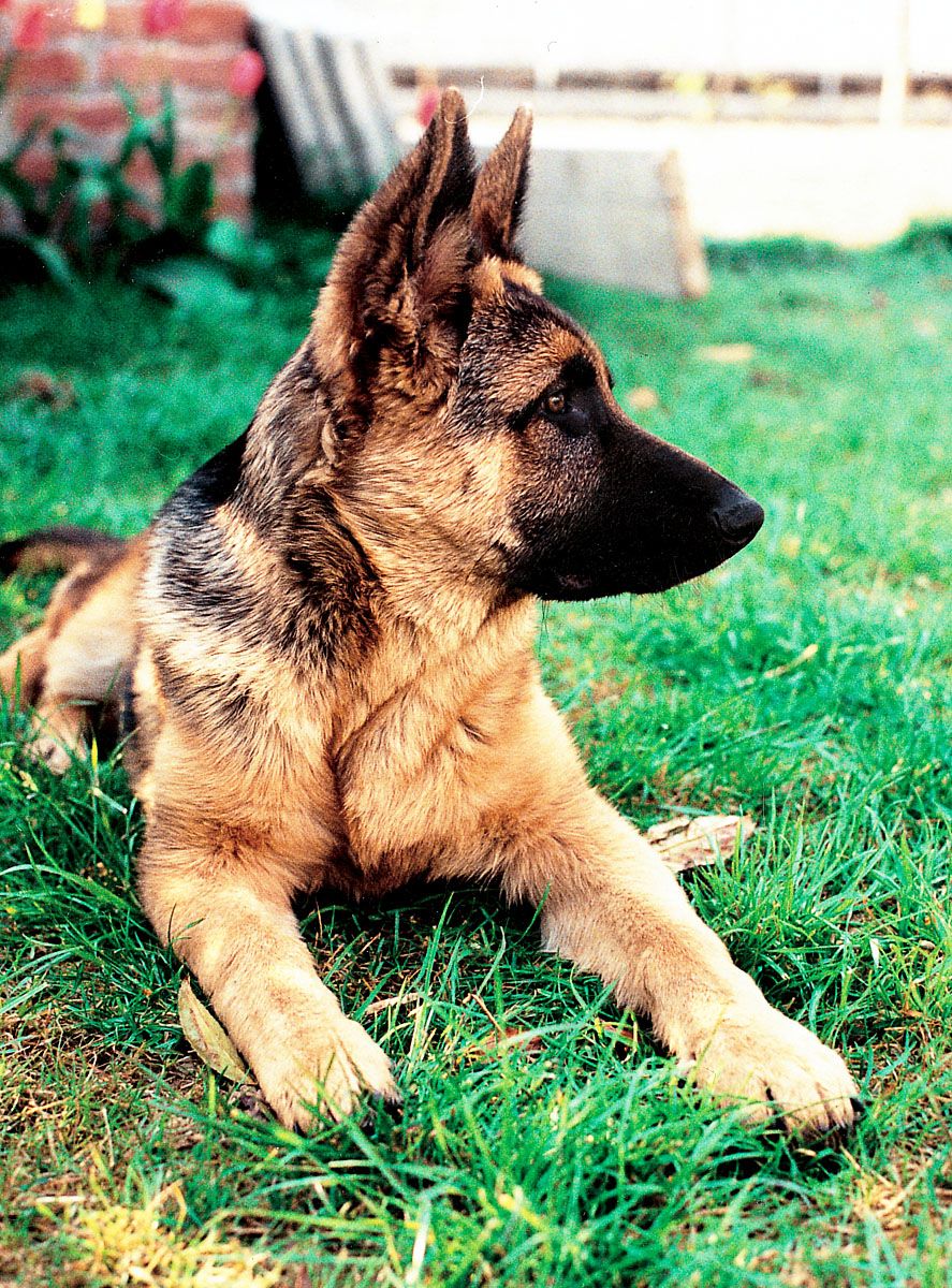 HABLAR Y ESCUCHAR Educar a nuestro perro es hacerle tomar conciencia de sus - photo 3