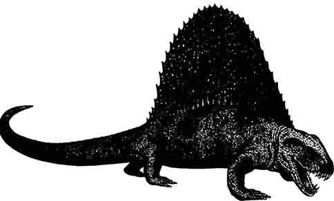 Pelicosaurio con aleta dorsal Dimetrodon Llegaba a alcanzar una longitud de - photo 4