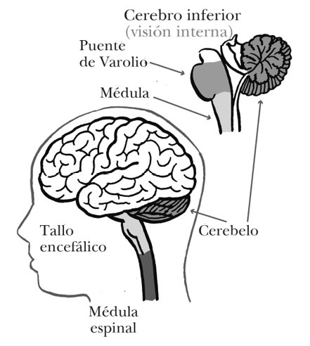 Evidentemente la parálisis del sueño no nos conduce a lo sobrenatural Y a - photo 4