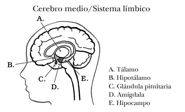 La base del cerebro incluyendo el tallo encefálico controla la respiración - photo 5