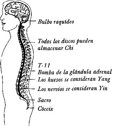 FIGURA A-1 La espina dorsal tiene la mayor concentración de médula del cuerpo - photo 1
