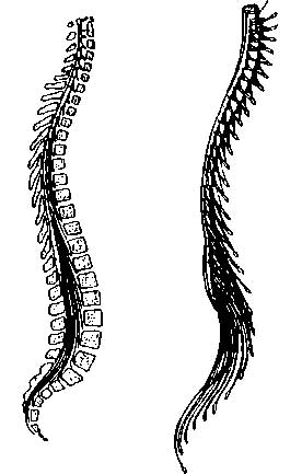 FIGURA A-2 El sistema nervioso recorre la espina dorsal La conexión de la - photo 2