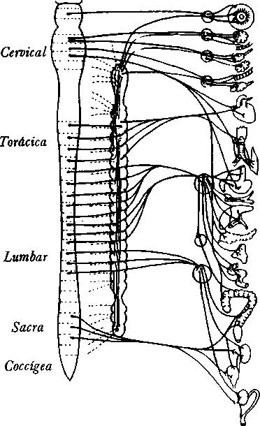 FIGURA A-3 La espina dorsal está conectada con partes vitales del cuerpo - photo 3