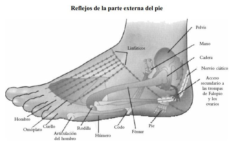 Figura A4 Dibujo de la parte externa del pie Figura A5 Dibujo de la - photo 4