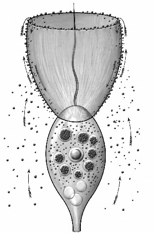 El conoflagelado con su collar de tentáculos y su único flagelo es quizá el - photo 4