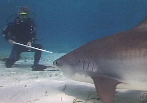 Con tiburones tigre en Bahamas Tras sobrevivir a la emboscada de Dáesh en - photo 23