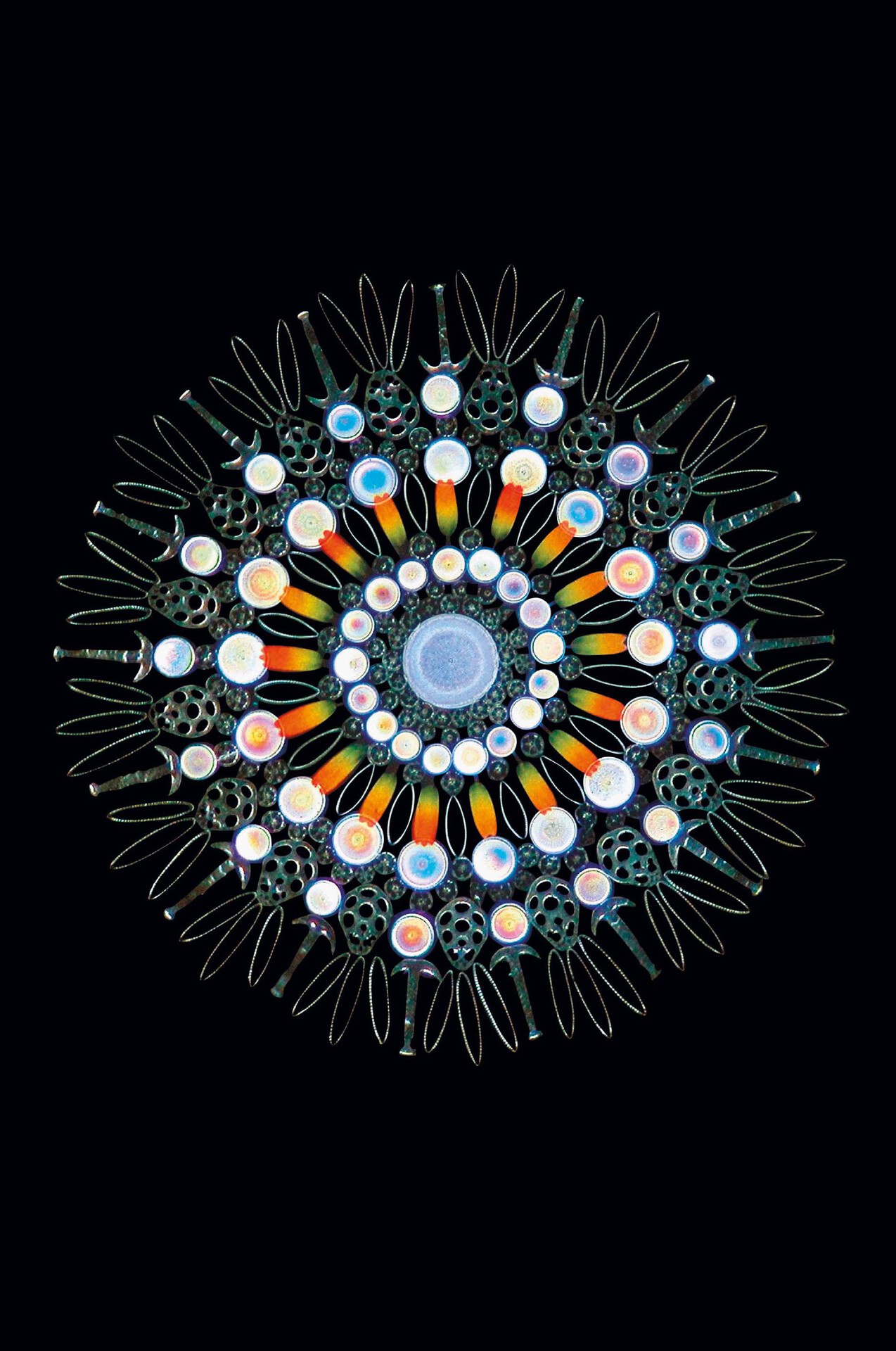 Arte victoriano en el microscopio Esta imagen incluye diatomeas algas - photo 3