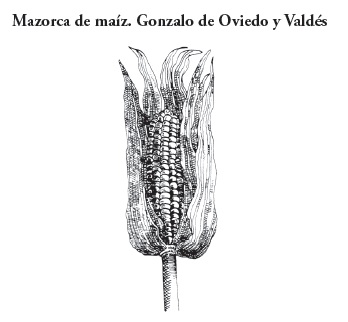 El nombre de maíz Zea mays L sin embargo estas tesis no tuvieron mucha - photo 2