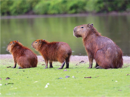 Los capibaras son los roedores más grandes del mundo Un capibara puede llegar - photo 6