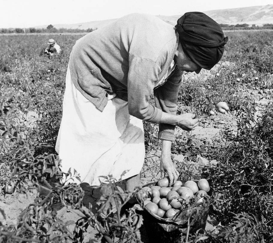 Una campesina recoge tomates en el valle de Santa Clara noviembre de 1938 En - photo 3