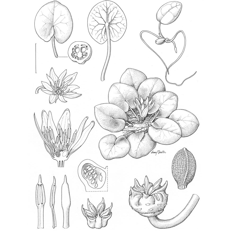 Ilustración botánica de la Nymphaea thermarum De arriba abajo y de izquierda - photo 9