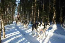 El husky Gran carrera internacional de perros de trineo de Kekeko - photo 1