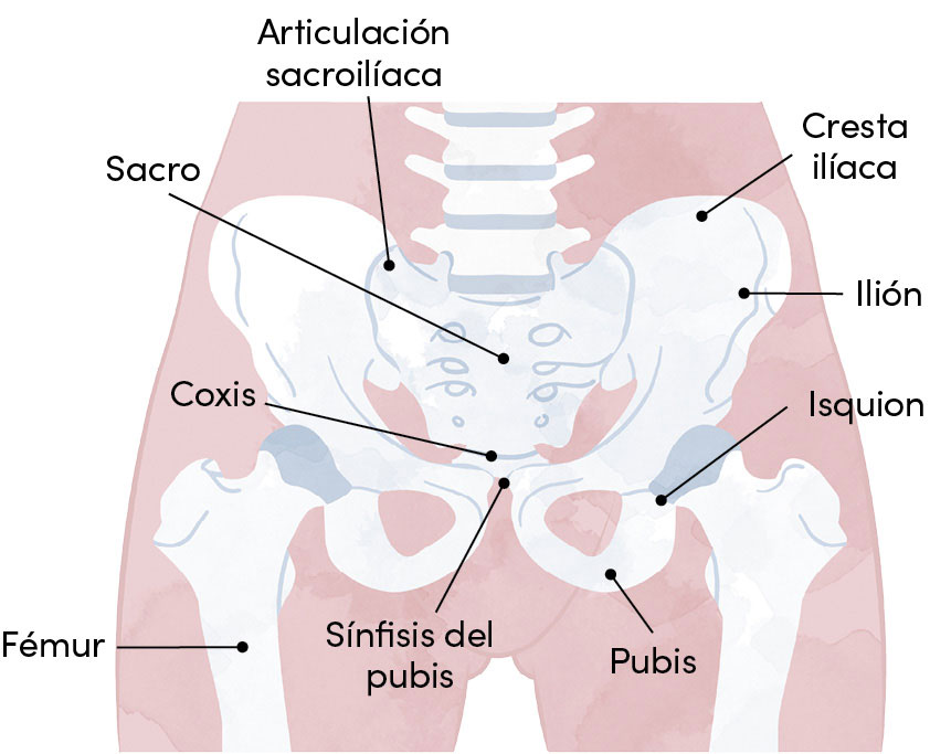 Los órganos pélvicos Dentro de la pelvis se encuentran recto útero y vejiga - photo 9