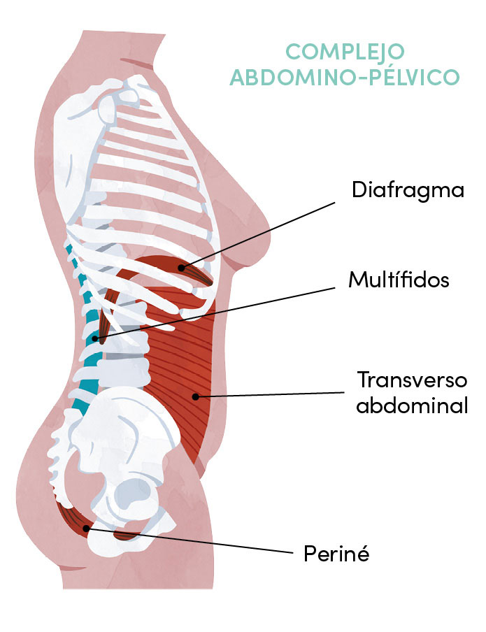 El útero es un órgano muscular que se encuentra entre el recto y la vejiga De - photo 10