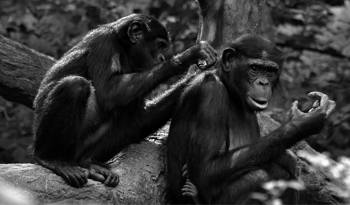 Figura 1 Grooming entre bonobos El grooming y el harén Los primates - photo 1