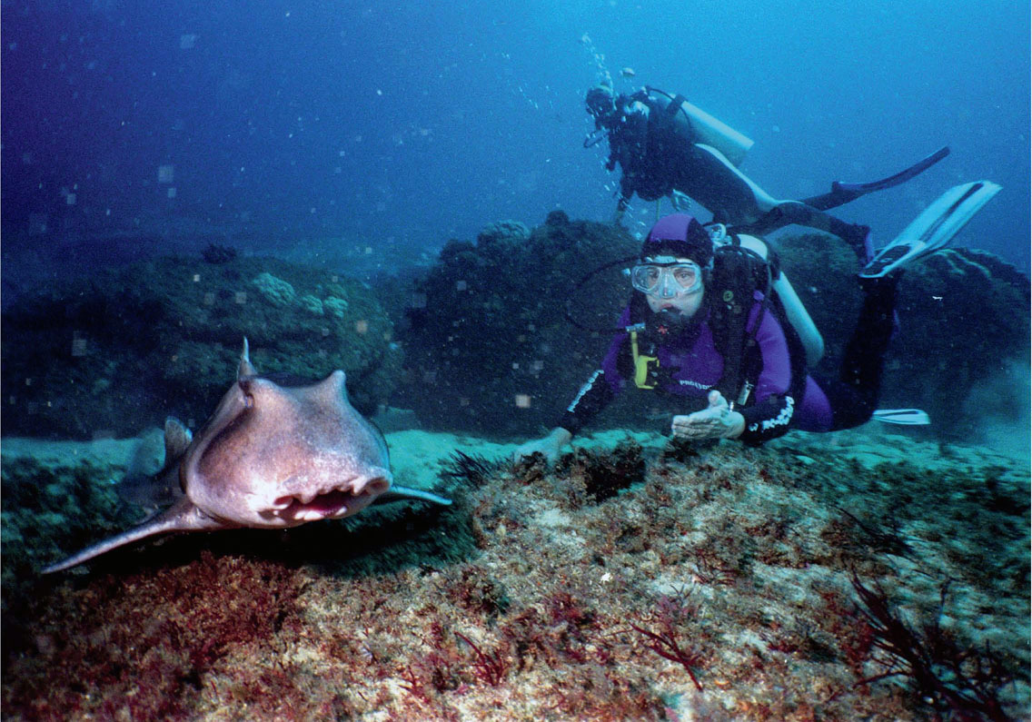 Sylvia Earle buceó a 65 pies 20 metros de profundidad cerca de Maroubra - photo 3