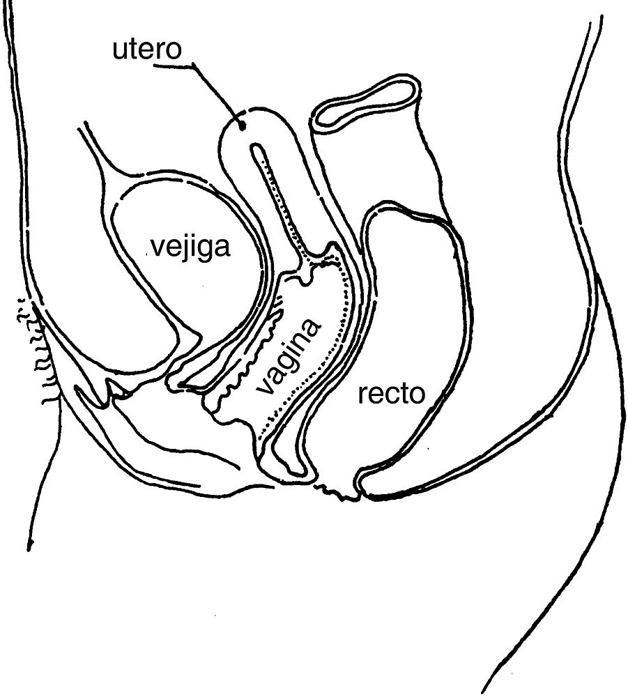 Aparato genital femenino La vagina La vagina es un conducto músculo-membranoso - photo 1