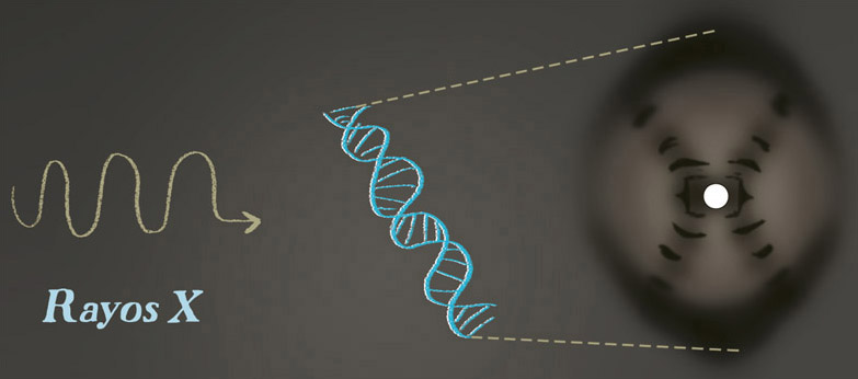 Patrón de rayos X del ADN El ADN tiene la forma de una escalera retorcida - photo 23
