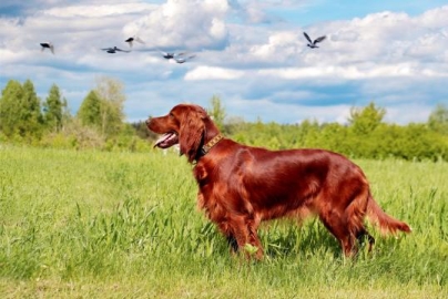 Perros con comezón Una guía de salud natural para perros con problemas de la piel - photo 6