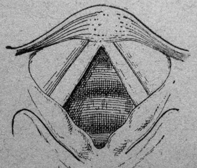 El sistema resonancial formado por los espacios o cavidades de resonancia que - photo 4