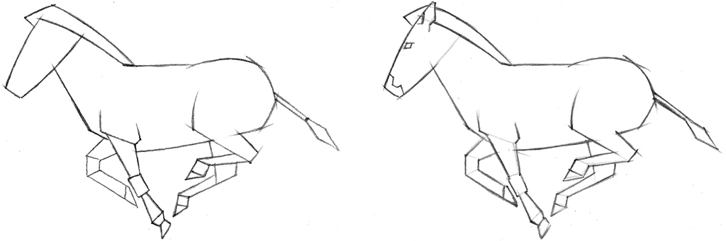 El cuerpo de la cebra es más ventrudo que el del caballo y la musculatura - photo 4