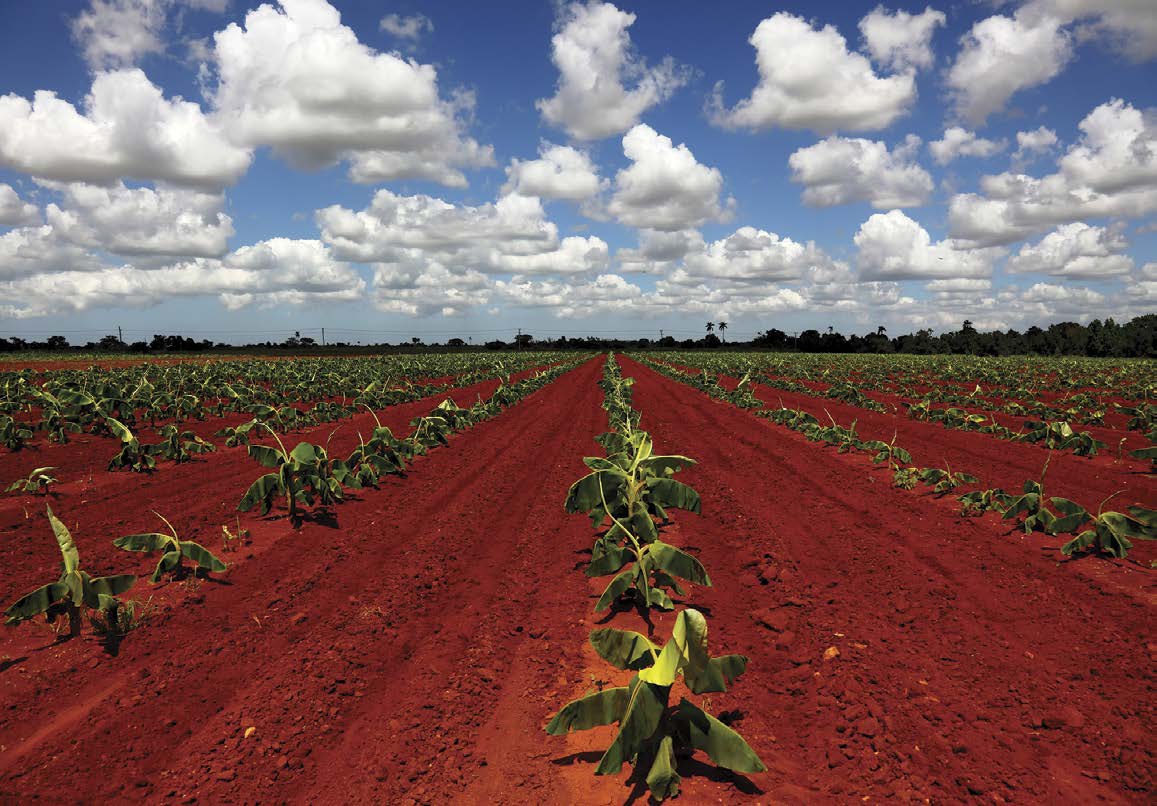 Esta nueva plantación de bananas se encuentra en La Habana Cuba Loreta Janeta - photo 3