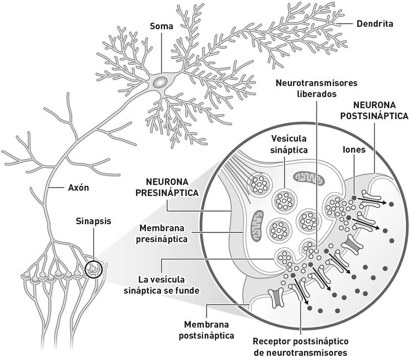 La figura muestra los principales componentes de una neurona de tipo piramidal - photo 1