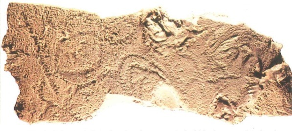 Grabado rupestre de la isla de Hierro Museo Arqueológico de Tenerife Las - photo 5