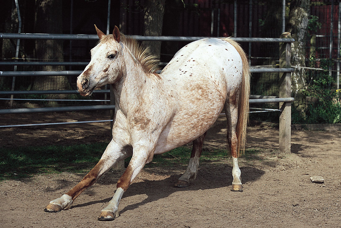 A menudo los caballos se estiran de esta manera al incorporarse después del - photo 3