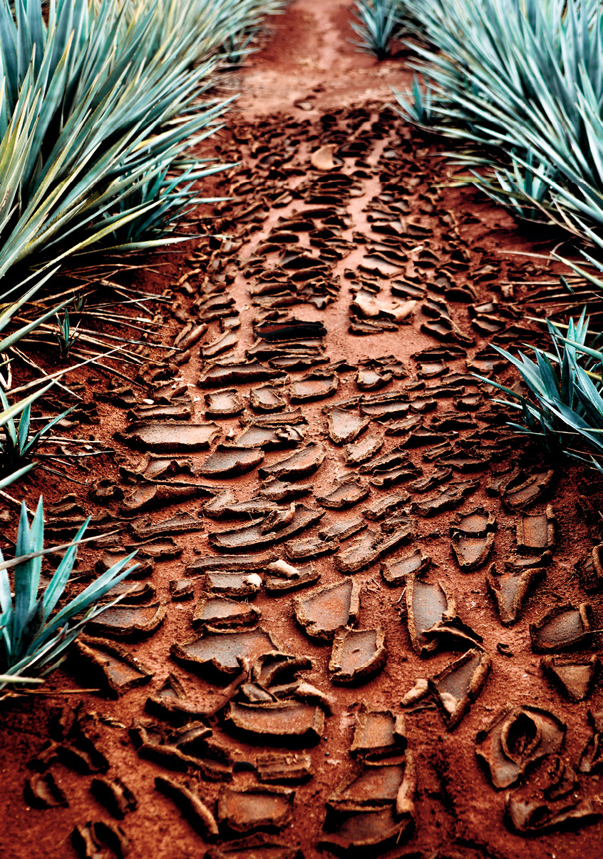 Tierra arcillosa seca en un campo de agave de La Alteña en Arandas Jalisco - photo 7
