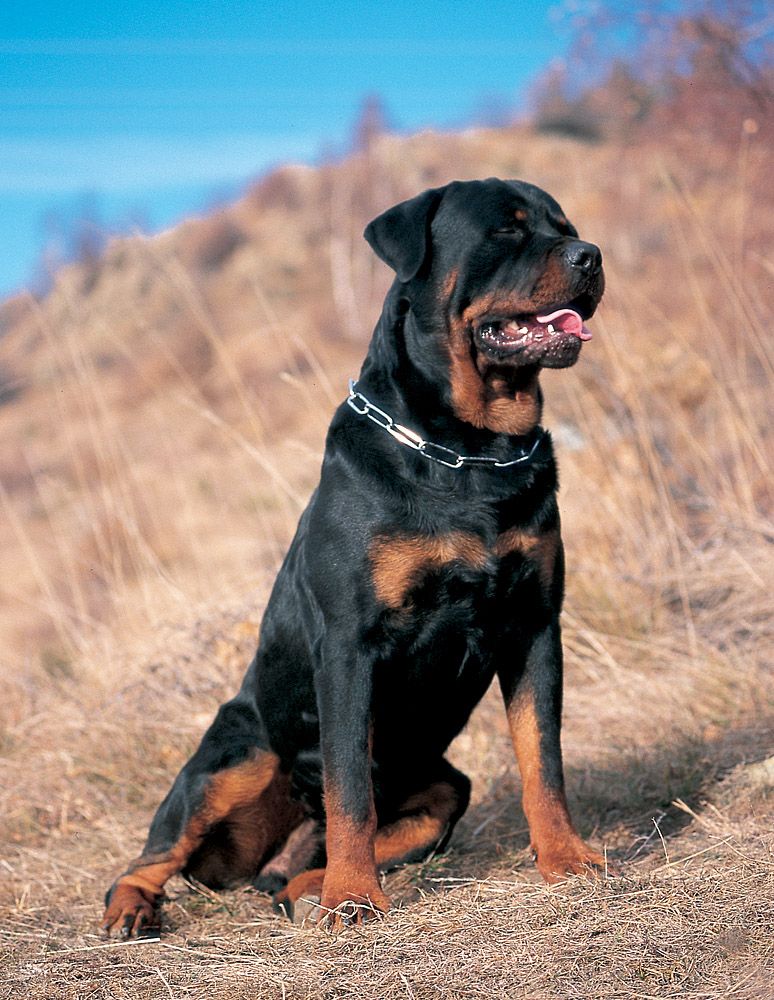 INTRODUCCIÓN Un perro puede ser una carga pero también un magnífico compañero - photo 1