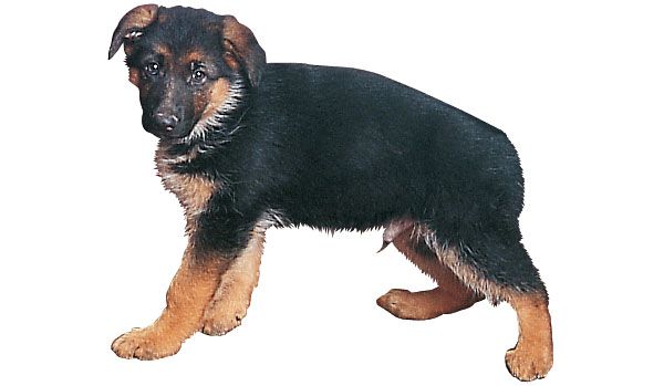 El cachorro de pastor alemán es gracioso e irresistible como un osezno muy - photo 4