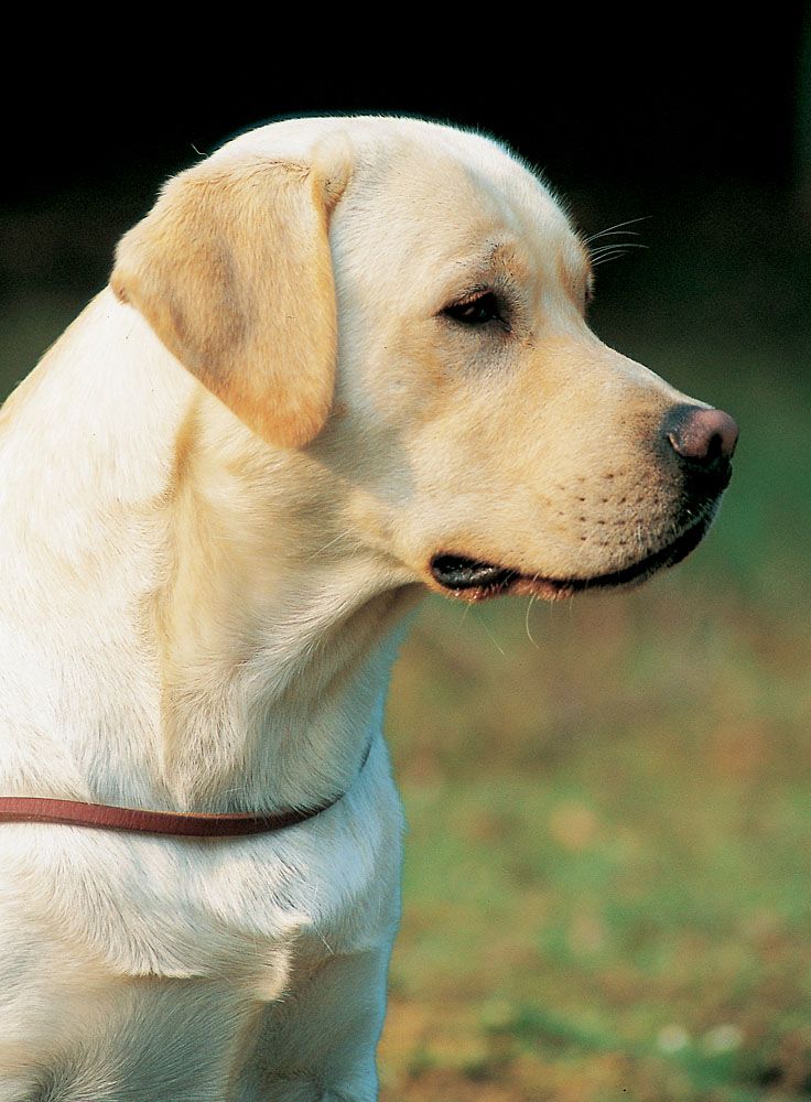 INTRODUCCIÓN El origen del labrador tiene muchos puntos en común con el del - photo 1