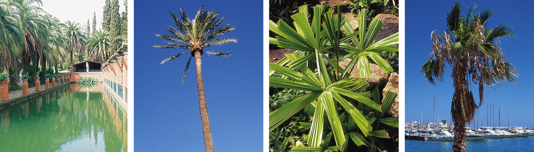 I NTRODUCCIÓN Las palmeras no son sólo importantes por su gran belleza o - photo 2