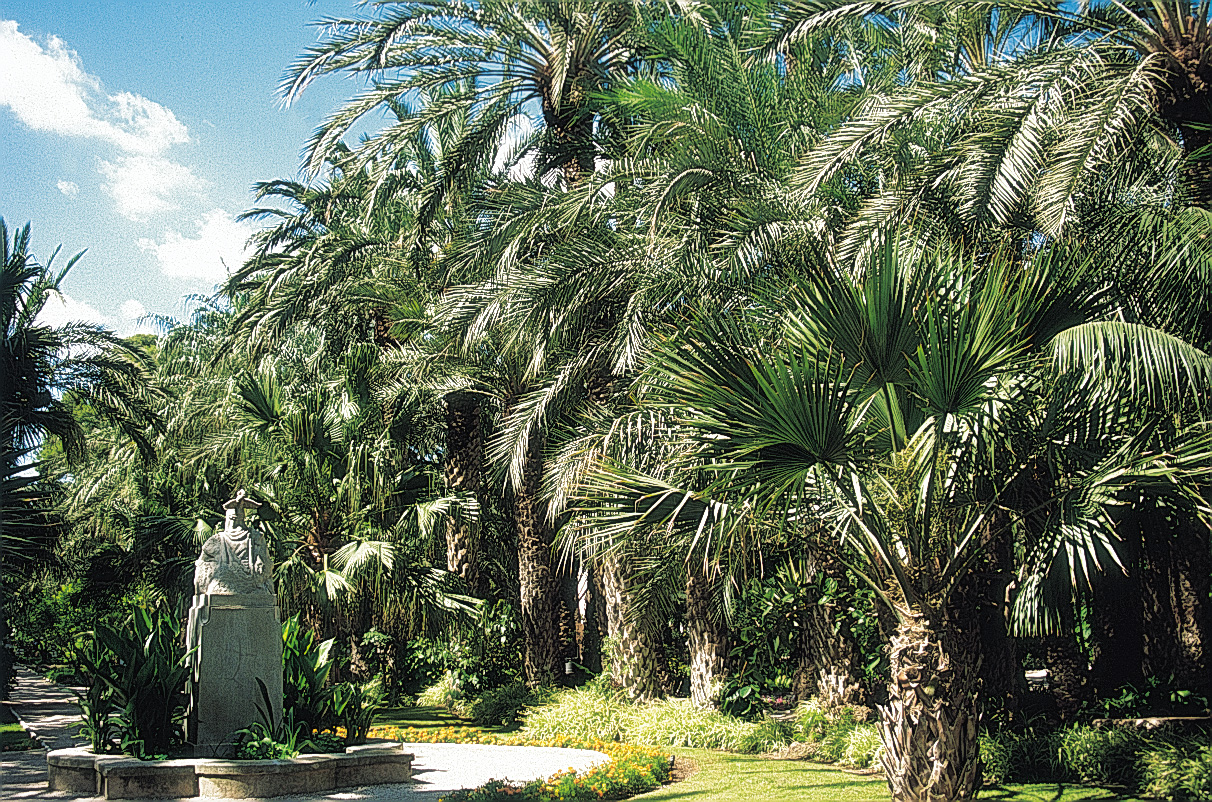 En el jardín del Huerto del Cura en Elche Alicante se puede contemplar una - photo 5