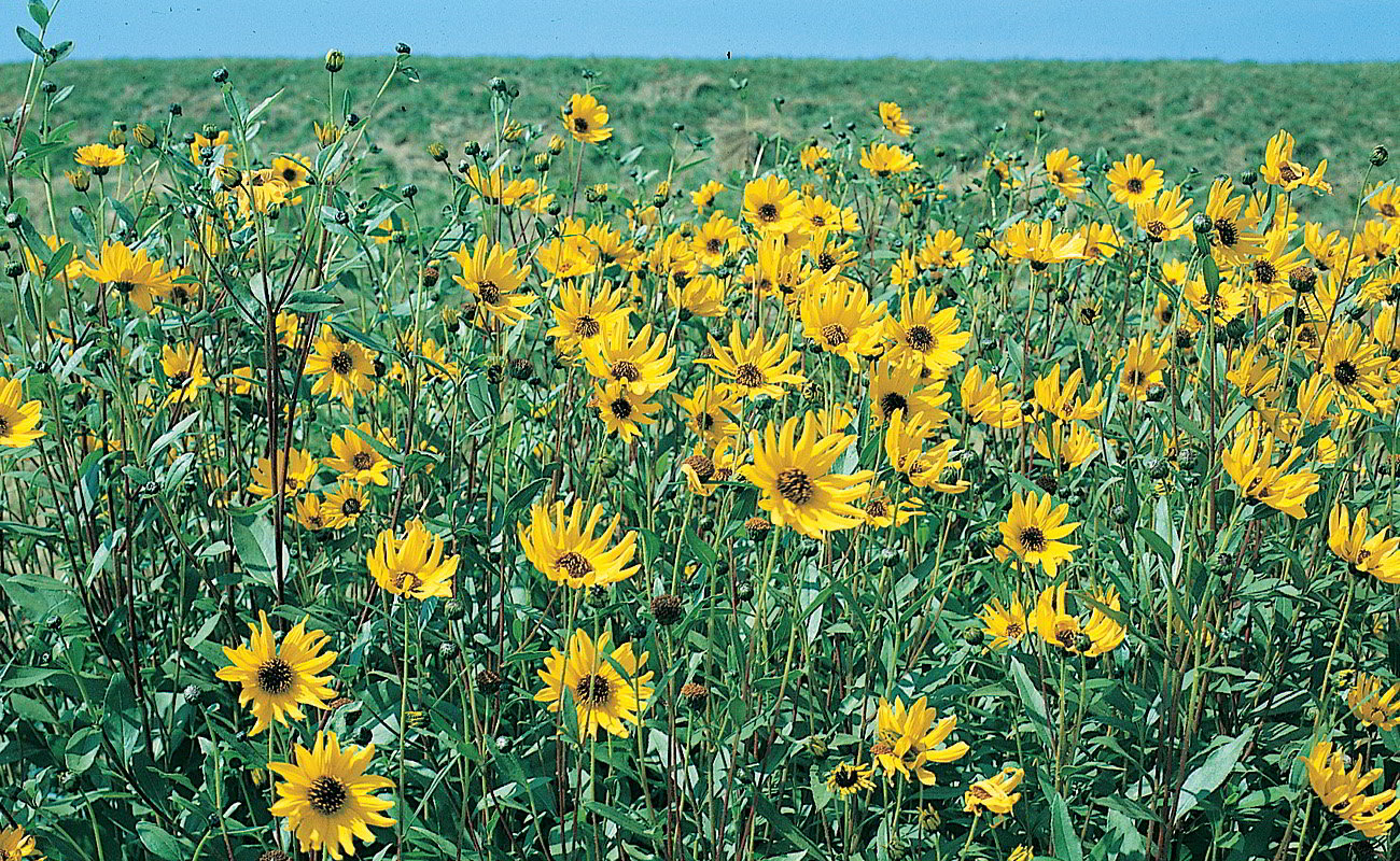 El nombre de la planta lo dice todo las grandes flores del girasol giran hacia - photo 6